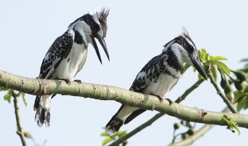 Koshi tappu birds Biratnagar